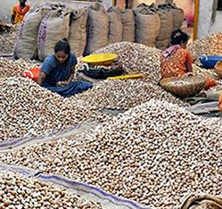 Campco urges Finance Minister to cut GST on areca, crop inputs Campco urges Finance Minister to cut GST on areca, crop inputs