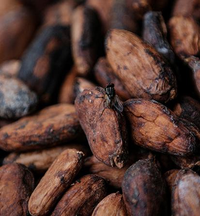 Domestic cocoa prices rule stable Domestic cocoa prices rule stable