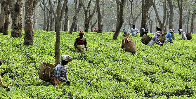 Use Bharat auction system for tea with a few tweaks: Study Use Bharat auction system for tea with a few tweaks: Study