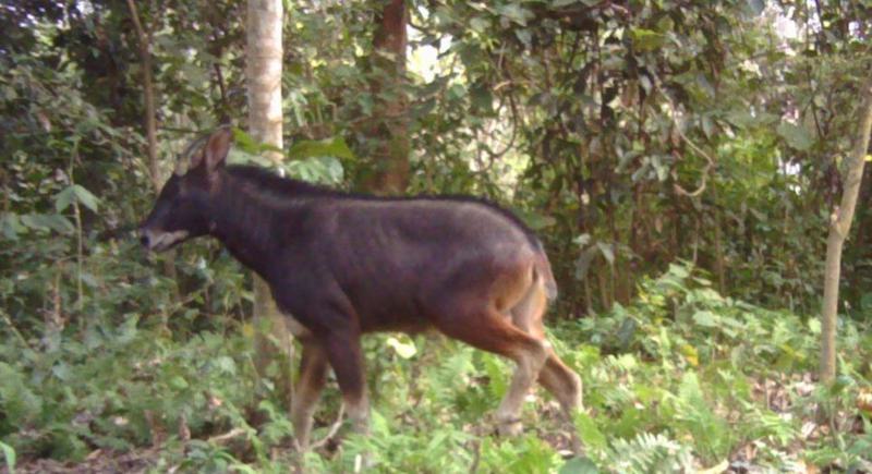 Mainland Serow